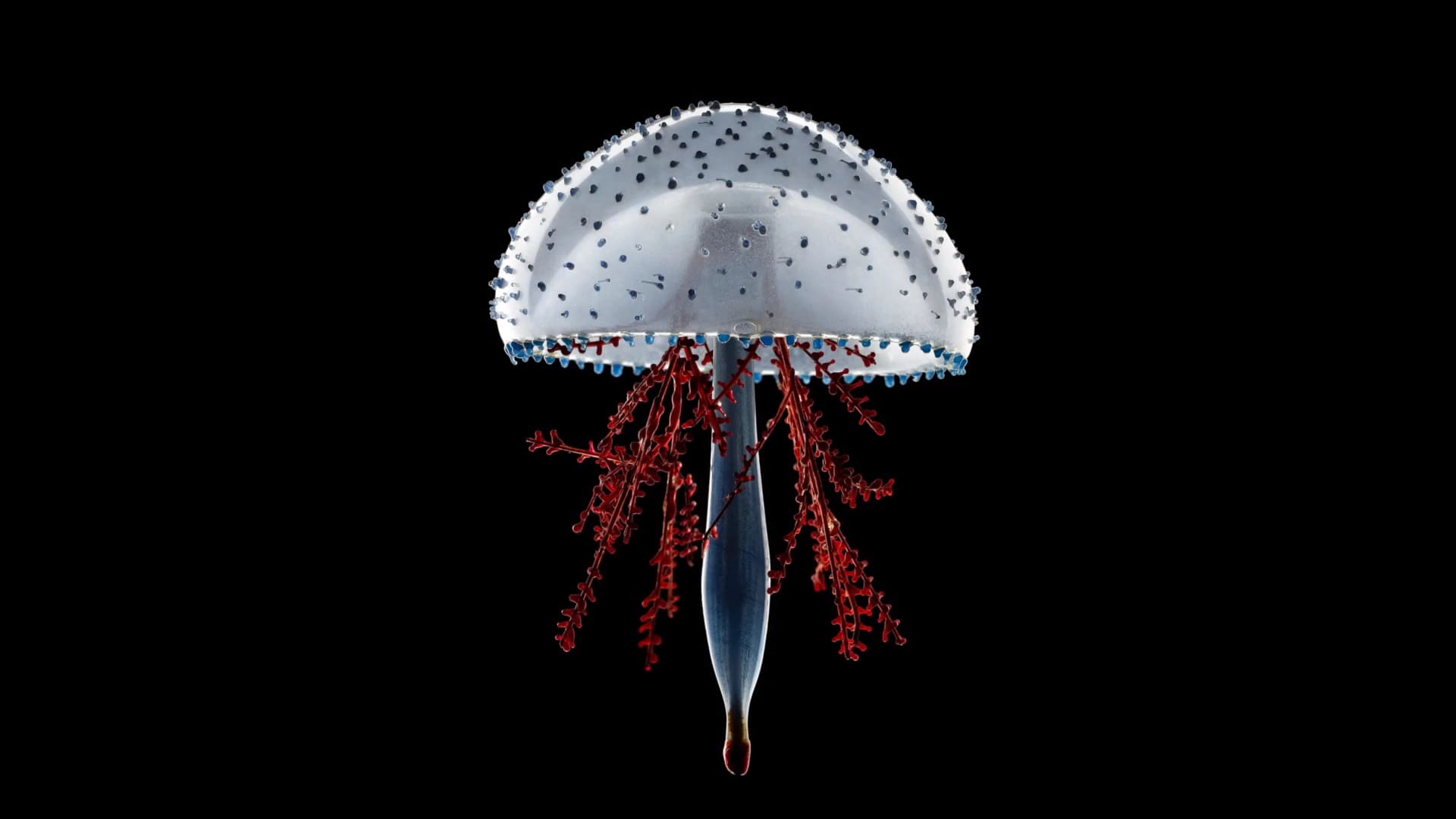 PPM_V3_N9_Glass_Menagerie_thumbnail